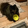 dog, black_dog, fluffy, pet, indoor, wooden_floor, rug, bowl, happy, animal, fur, laying_down, small_dog, smiling, home, domestic, cute, playful, carpet, flooring