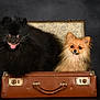 animal, background, black_dog, brown_suitcase, cute, dog, face, fluffy, furry, indoor, looking, pet, pomeranian, portrait, sitting, small_dog, studio, suitcase, tan_dog, vintage