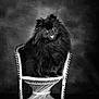 animal, background, black_and_white, chair, cute, dog, expression, fluffy, furry, indoor, looking, monochrome, pet, pomeranian, portrait, sitting, small_dog, studio, tongue_out, wicker_chair