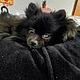 dog, black_dog, fluffy, pet, resting, blanket, indoors, cozy, cute, animal, fur, small_dog, portrait, eyes, face, soft_light, potted_plant, background, home, relaxed