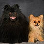 animal, black_dog, canine, closeup, companion, cute, cute_animal, dog, fluffy, friendly, fur, indoor, pet, pomeranian, portrait, sitting, smiling, studio, tan_dog, two_dogs
