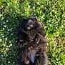 dog, black_dog, fluffy, grass, daisies, flowers, outdoor, nature, sunlight, pet, lying_down, cute, small_dog, pomeranian, animal, greenery, summer, relaxing, playful, fur