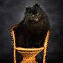 animal, black_dog, chair, cute, dark_background, dog, domestic_animal, fluffy, furniture, indoor, looking_at_camera, pet, photography, pomeranian, portrait, rattan_chair, sitting, small_dog, studio, tongue_out