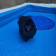 Violette participe au concours pour gagner de l'argent avec cette photo : dog, black_dog, fluffy, inflatable_pool, blue_pool, pet, canine, outdoor, happy, tongue_out, playful, summer, waterless_pool, wall, daylight, animal, domestic_animal, small_dog, furry, cute
