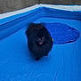 dog, black_dog, fluffy, inflatable_pool, blue_pool, pet, canine, outdoor, happy, tongue_out, playful, summer, waterless_pool, wall, daylight, animal, domestic_animal, small_dog, furry, cute