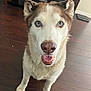 dog, husky, blue_eyes, pet, animal, indoor, wooden_floor, fur, canine, looking_up, brown_and_white, tongue_out, ears, muzzle, domestic_animal, friendly, companion, household, flooring, cute