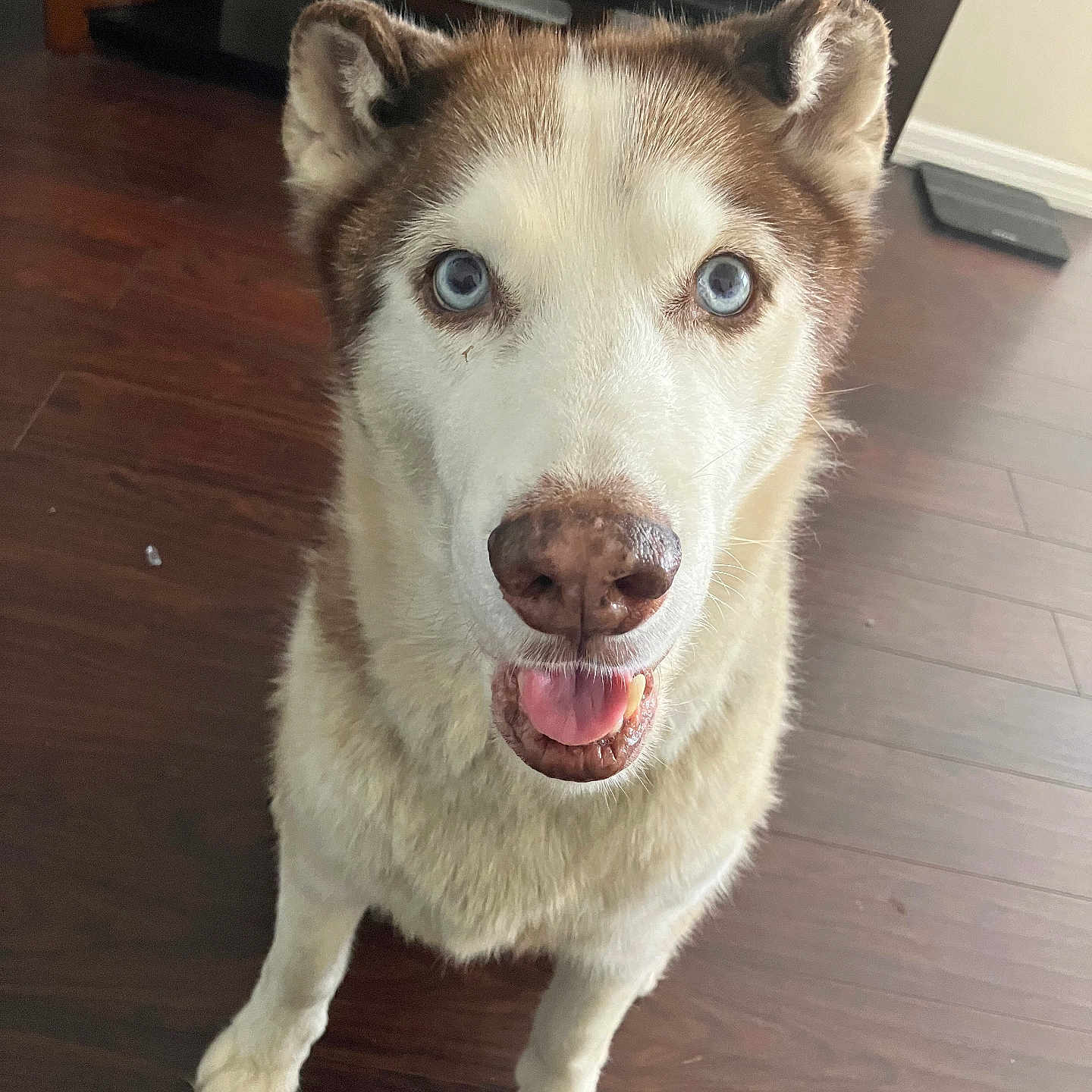 Thor is registered to the contest to win money with this photo: animal, blue_eyes, brown_and_white, canine, companion, cute, dog, domestic_animal, ears, flooring, friendly, fur, household, husky, indoor, looking_up, muzzle, pet, tongue_out, wooden_floor