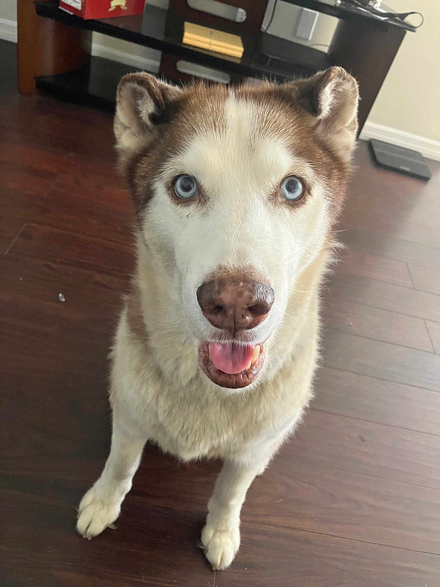 Thor is registered to the contest to win money with this photo: dog, husky, blue_eyes, pet, animal, indoor, wooden_floor, fur, canine, looking_up, brown_and_white, tongue_out, ears, muzzle, domestic_animal, friendly, companion, household, flooring, cute
