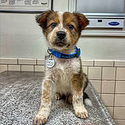 Ruger is registered to the contest to win money with this photo: puppy, dog, blue_collar, tag, indoor, countertop, tile_wall, veterinary_clinic, pet, animal, brown_and_white, sitting, cute, young, fur, ears, whiskers, nose, eyes, looking_at_camera
