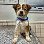 puppy, dog, blue_collar, tag, indoor, countertop, tile_wall, veterinary_clinic, pet, animal, brown_and_white, sitting, cute, young, fur, ears, whiskers, nose, eyes, looking_at_camera