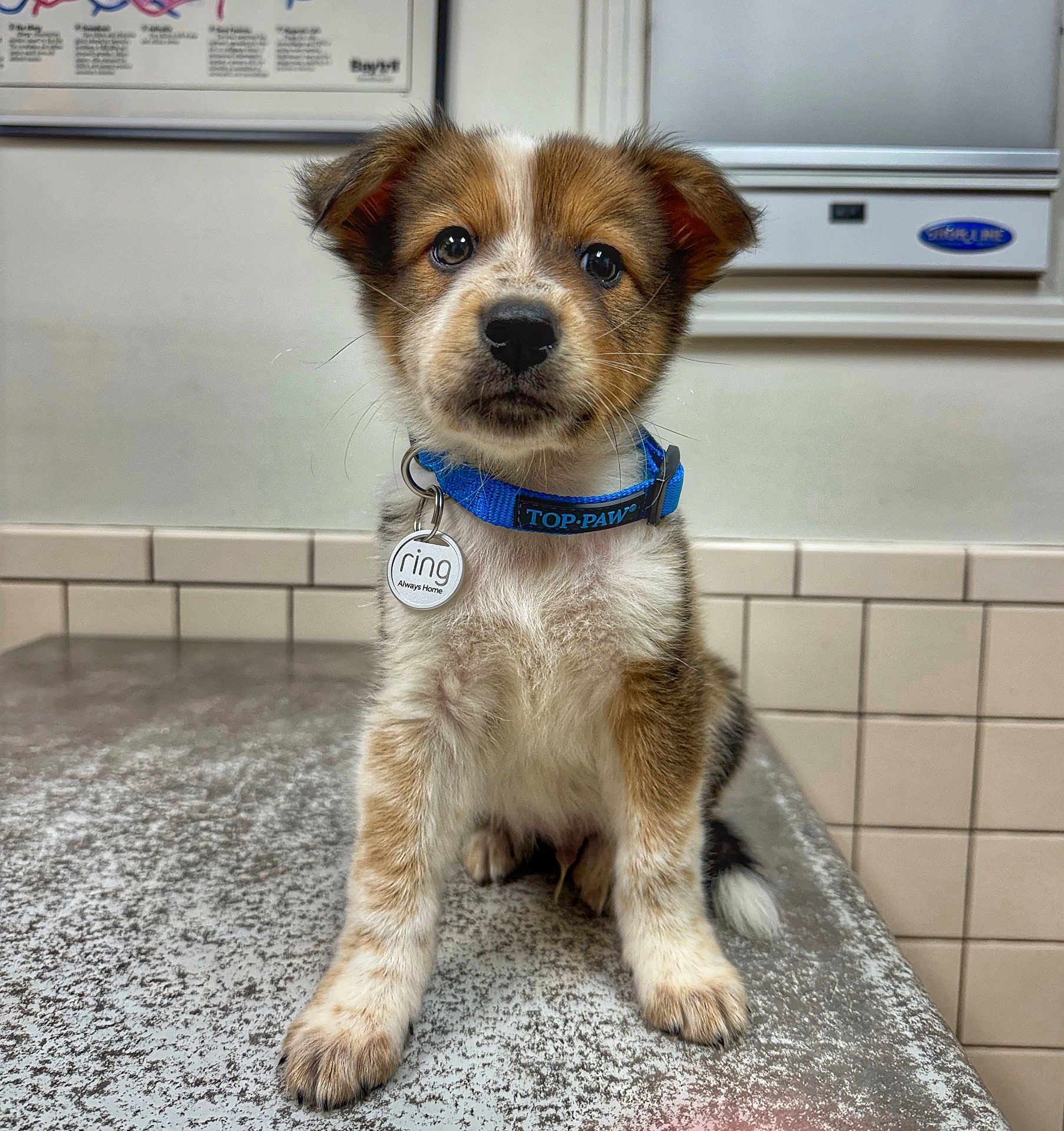 Ruger is registered to the contest to win money with this photo: puppy, dog, blue_collar, tag, indoor, countertop, tile_wall, veterinary_clinic, pet, animal, brown_and_white, sitting, cute, young, fur, ears, whiskers, nose, eyes, looking_at_camera