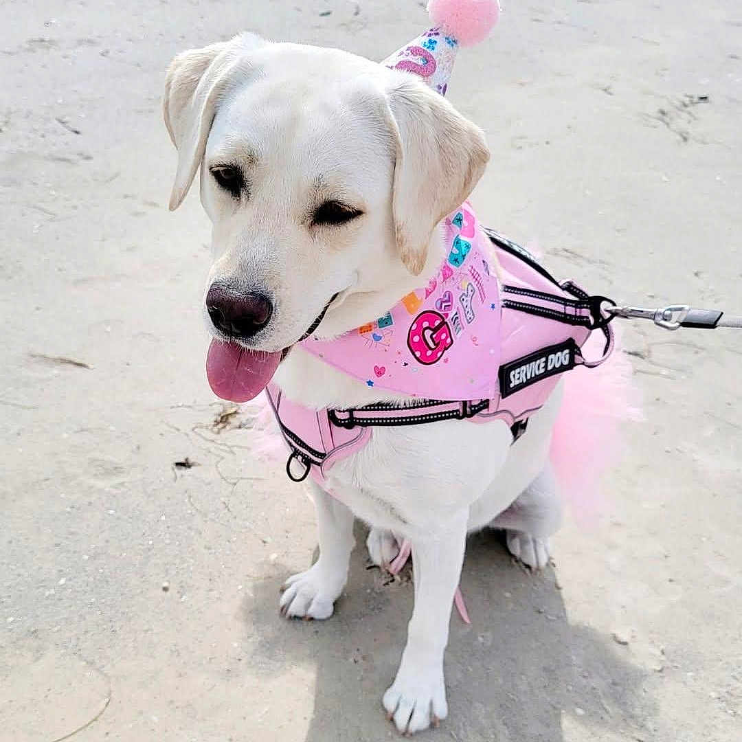 Minka is registered to the contest to win money with this photo: accessories, animal, beach, canine, coast, dog, eskimodog, labradorretriever, leash, nature, outdoors, person, pet, puppy, sea, shoreline, strap, walkingdog, water, whitedog