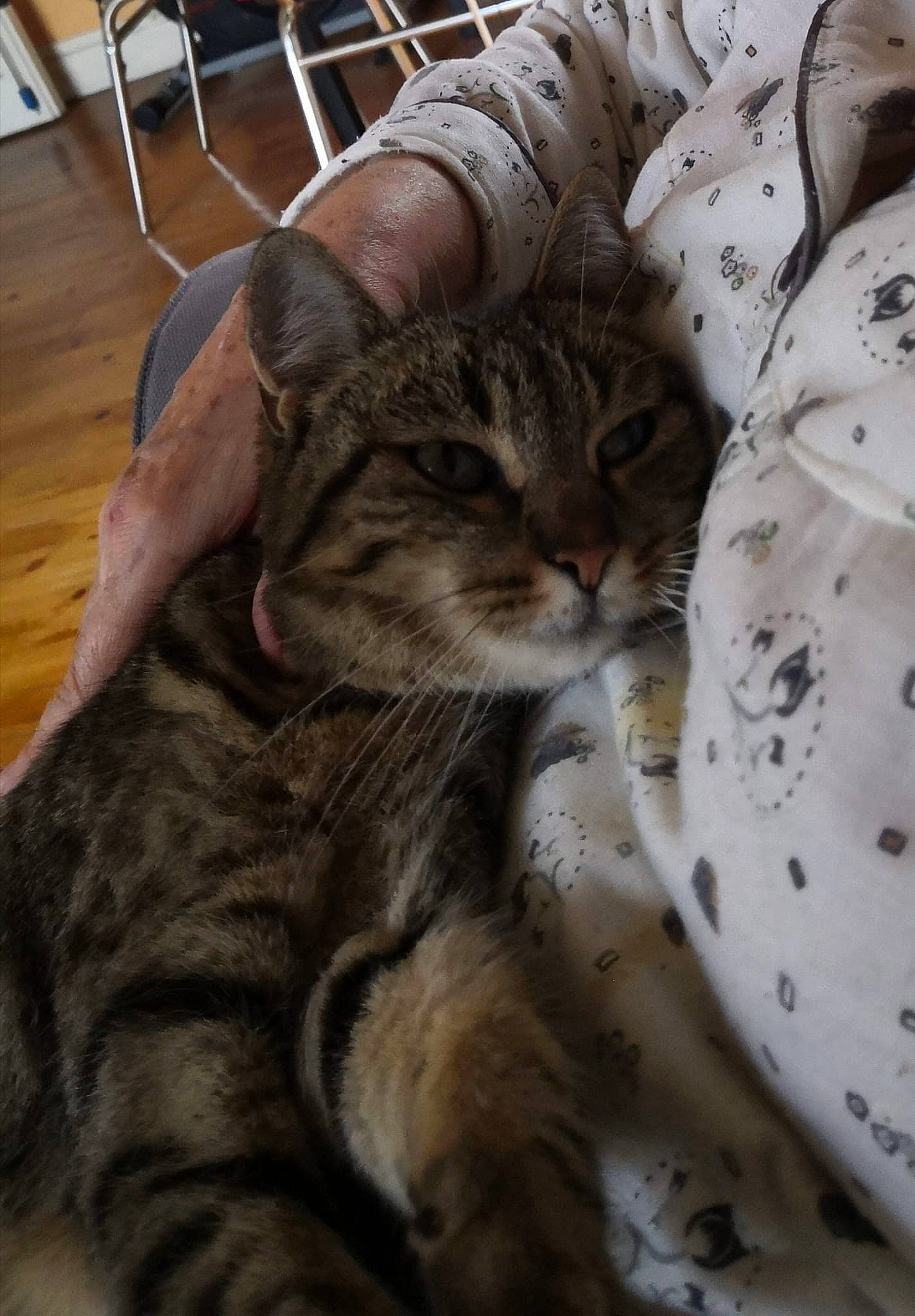 Lilou a rejoint le concours — aidez-le/la à gagner de superbes lots ! bedding, carnivore, cat, chair, claw, comfort, domestic_short_haired_cat, felidae, flooring, fur, hardwood, linens, paw, small_to_medium_sized_cats, snout, tail, terrestrial_animal, varnish, whiskers, wood