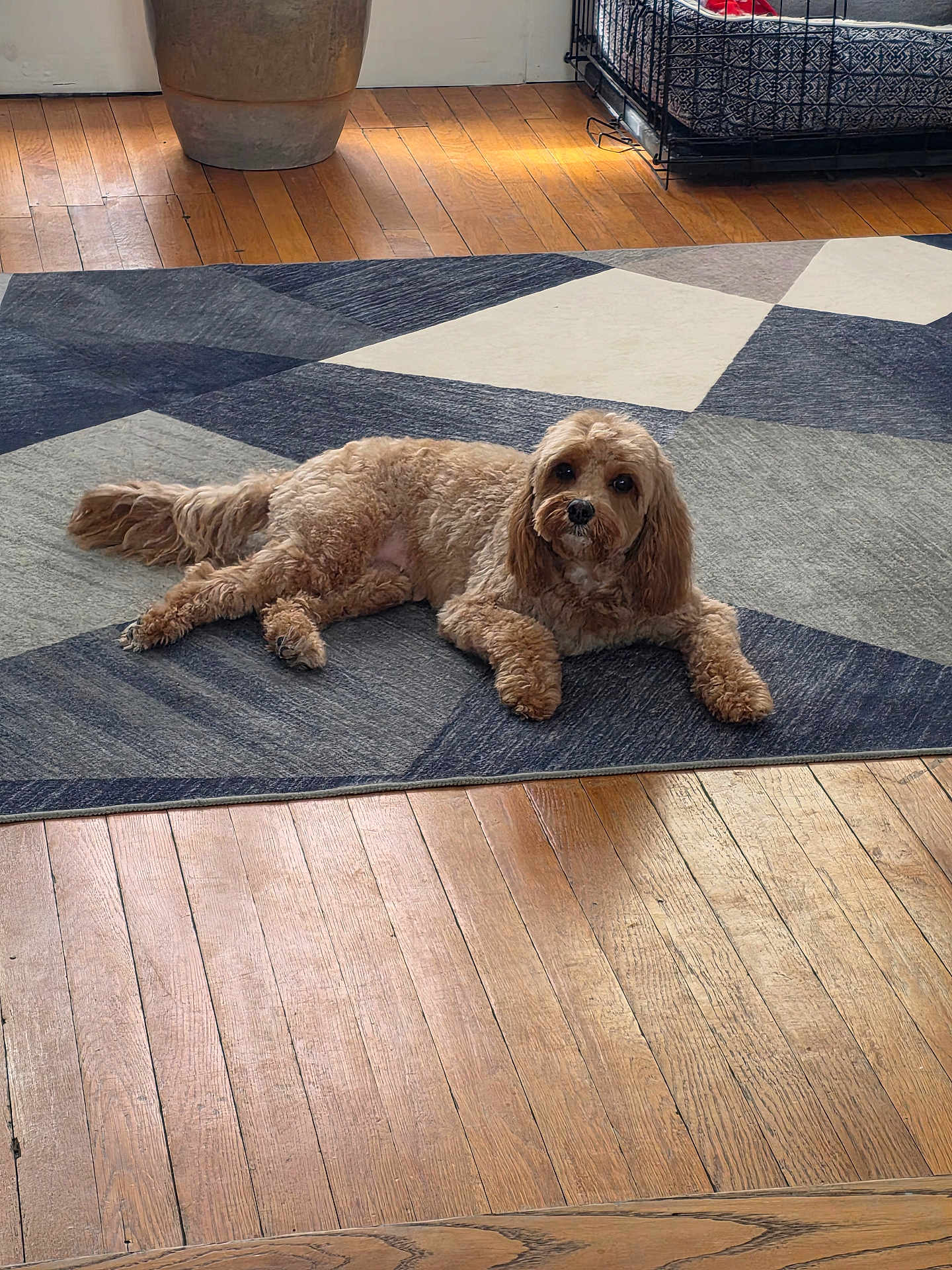 Mia joined the competition — help win amazing prizes! area_rug, brown_fur, cozy, dog, dog_crate, geometric_pattern, hardwood_floor, home_decor, indoor, living_room, looking_at_camera, lounging, paws, pet, planter, rug, small_dog, sunlight, tail, wood_floor