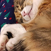 Only participe au concours pour gagner de l'argent avec cette photo : cat, sleeping, fluffy, fur, paw, closeup, cozy, blanket, pattern, indoor, pet, relaxed, cute, whiskers, pink_nose, tabby, animal, resting, warm, comfortable