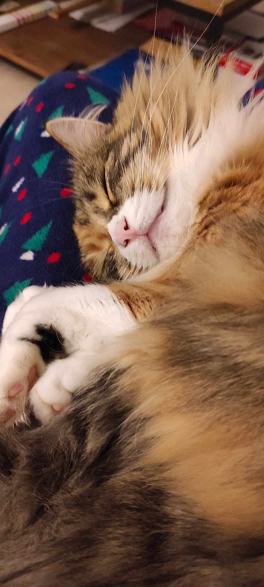 Only participe au concours pour gagner de l'argent avec cette photo : cat, sleeping, fluffy, fur, paw, closeup, cozy, blanket, pattern, indoor, pet, relaxed, cute, whiskers, pink_nose, tabby, animal, resting, warm, comfortable