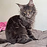 Gizmo joined the competition — help win amazing prizes! cat, gray_cat, fluffy, pet, indoor, bed, blanket, feline, animal, curious, ears, tufted_ears, fur, sitting, looking, domestic_cat, mammal, cute, whiskers, portrait