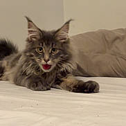 Gizmo is registered to the contest to win money with this photo: cat, kitten, gray_tabby, bed, bedspread, pillow, indoor, pet, feline, mouth_open, fur, whiskers, ears, paw, lying_down, cute, animal, domestic_animal, young, resting