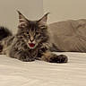 cat, kitten, gray_tabby, bed, bedspread, pillow, indoor, pet, feline, mouth_open, fur, whiskers, ears, paw, lying_down, cute, animal, domestic_animal, young, resting