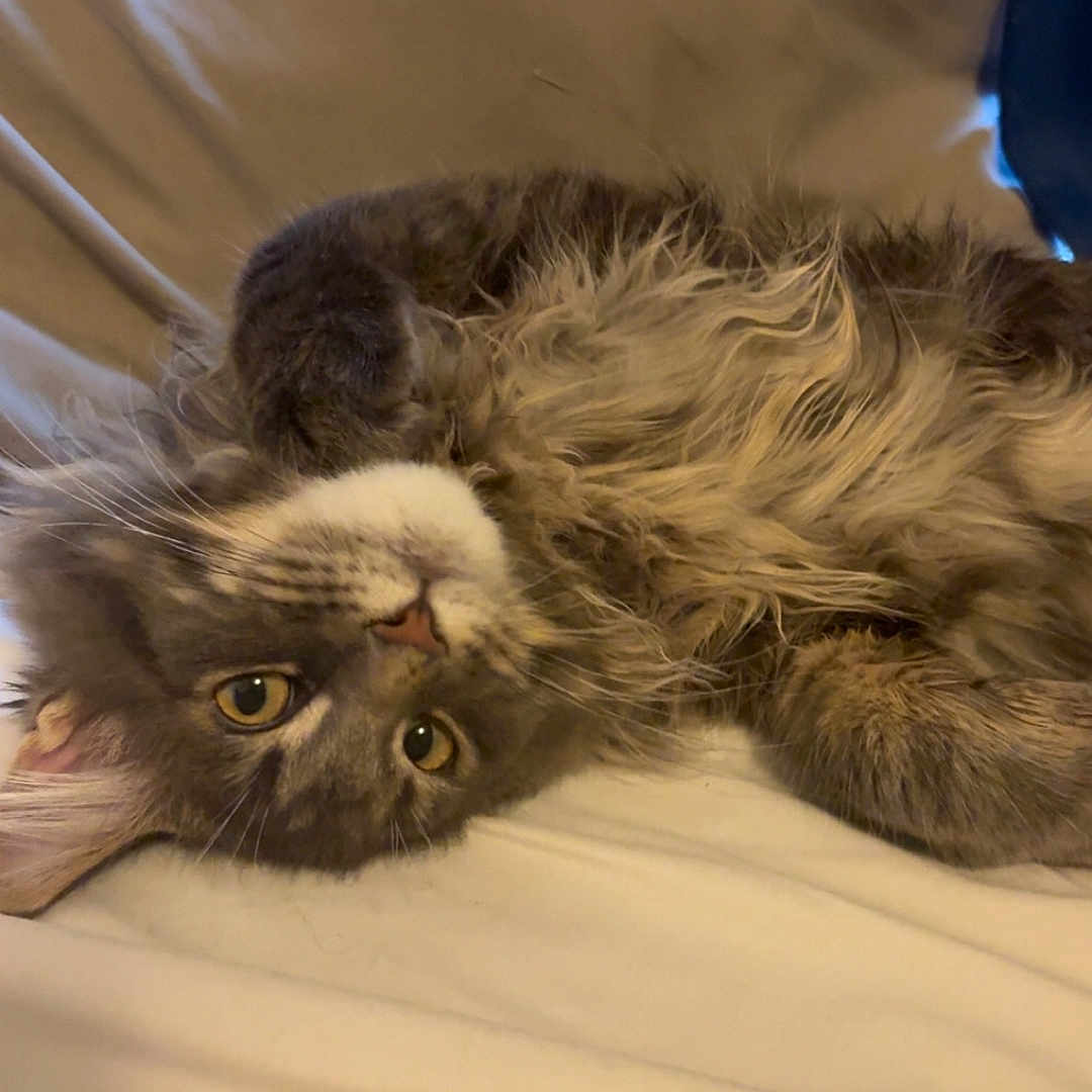 Gizmo