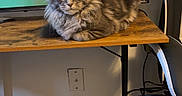 Gizmo is registered to the contest to win money with this photo: cat, gray_cat, fluffy, yellow_eyes, wooden_desk, television, indoor, carpet, vent, gaming_chair, cables, relaxed, pet, furniture, home, electronics, loaf_position, domestic_animal, feline, living_room