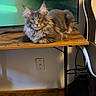 cat, gray_cat, fluffy, yellow_eyes, wooden_desk, television, indoor, carpet, vent, gaming_chair, cables, relaxed, pet, furniture, home, electronics, loaf_position, domestic_animal, feline, living_room