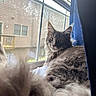 Gizmo joined the competition — help win amazing prizes! cat, fluffy, gray, windowsill, window, blinds, fur, whiskers, curious, indoor, pet, animal, relaxed, ears, tail, daylight, screen, house, windowpane, domestic