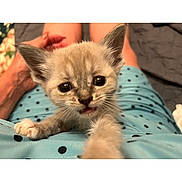 Sophie joined the competition — help win amazing prizes! kitten, cat, pet, animal, cute, young, feline, indoor, lap, clothing, polka_dot, blue, person, hand, legs, closeup, fur, whiskers, eyes, curious