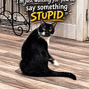 Thunder Paws joined the competition — help win amazing prizes! animal, black_and_white_cat, cat, curious, decorative_metal_stand, domestic_animal, door, feline, flooring, funny_text, house, humor, indoor, looking_back, pet, sitting, text_overlay, wall, whiskers, wooden_floor