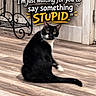 animal, black_and_white_cat, cat, curious, decorative_metal_stand, domestic_animal, door, feline, flooring, funny_text, house, humor, indoor, looking_back, pet, sitting, text_overlay, wall, whiskers, wooden_floor
