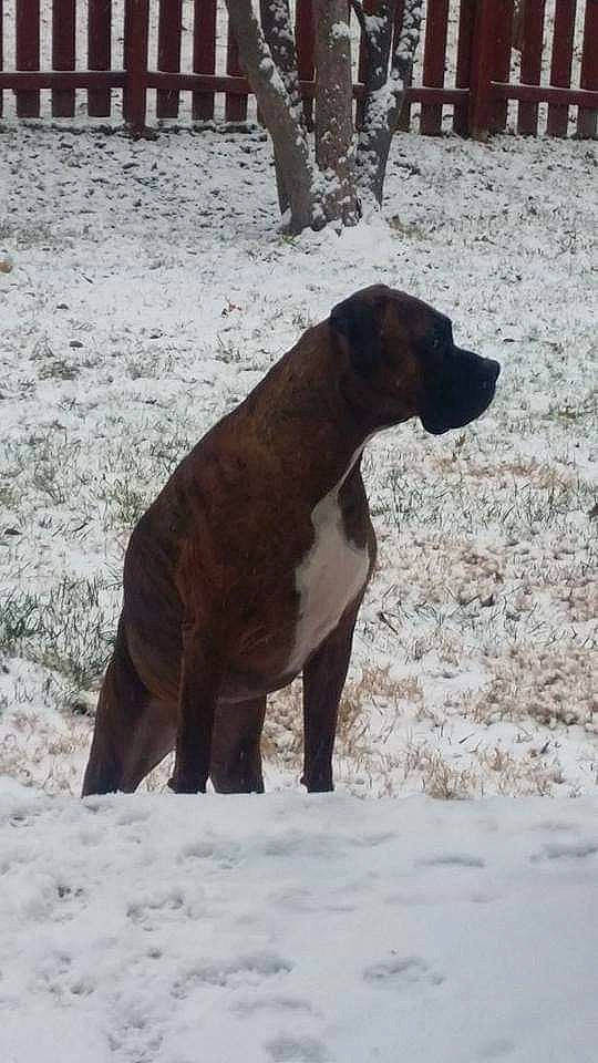 Amun joined the competition — help win amazing prizes! alano_espanol, alaunt, boerboel, bullmastiff, bully_kutta, cane_corso, canidae, carnivore, dog, dog_breed, fawn, fila_brasileiro, great_dane, guard_dog, mammal, molosser, non_sporting_group, perro_de_presa_canario, sporting_group, vertebrate