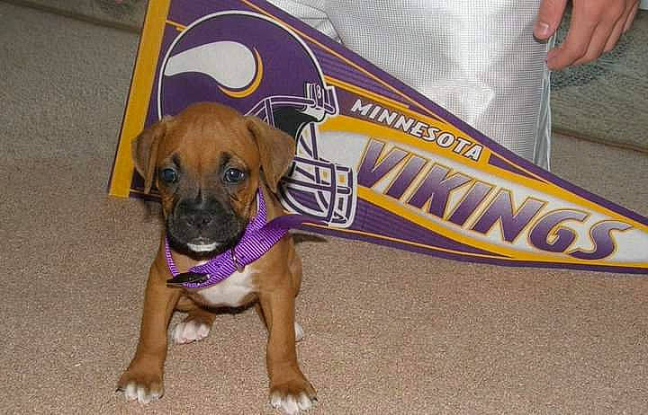 Icy is registered to the contest to win money with this photo: canidae, carnivore, dog, dog_breed, fawn, mammal, puppy, rare_breed_dog, snout