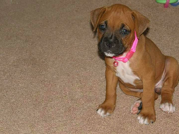 Icy joined the competition — help win amazing prizes! boerboel, boxer, bullmastiff, canidae, carnivore, companion_dog, dog, dog_breed, fawn, mammal, perro_de_presa_mallorquin, puppy, rare_breed_dog, snout, sporting_group, valley_bulldog, vertebrate, working_dog