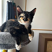 Coco joined the competition — help win amazing prizes! animal, black_fur, calico, cat, cat_tree, close_up, ears, eyes, feline, fur, indoors, kitten, lounging, orange_fur, pet, portrait, sitting, whiskers, white_fur, window