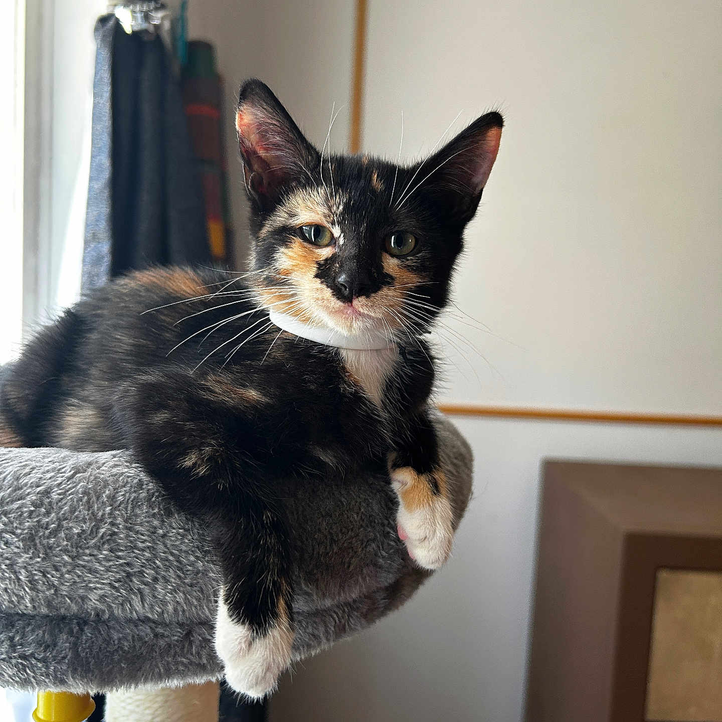 Coco