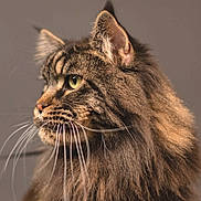 Shaman a rejoint le concours — aidez-le/la à gagner de superbes lots ! cat, tabby, fluffy, whiskers, pet, animal, feline, portrait, close_up, side_view, fur, green_eyes, indoor, cute, domestic_cat, mammal, whisker, head, profile, soft_light