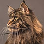 cat, tabby, fluffy, whiskers, pet, animal, feline, portrait, close_up, side_view, fur, green_eyes, indoor, cute, domestic_cat, mammal, whisker, head, profile, soft_light