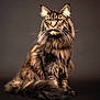 Shaman participe au concours pour gagner de l'argent avec cette photo : cat, long_hair, feline, portrait, sitting, fluffy, whiskers, ears, eyes, animal, pet, furry, studio, background, domestic_cat, majestic, close_up, brown, tabby, calm