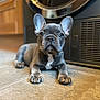 animal, appliance, curious, cute, dog, ears, floor, french_bulldog, gray_fur, home, indoor, kitchen, looking_at_camera, paws, pet, portrait, puppy, tile, white_marking, young