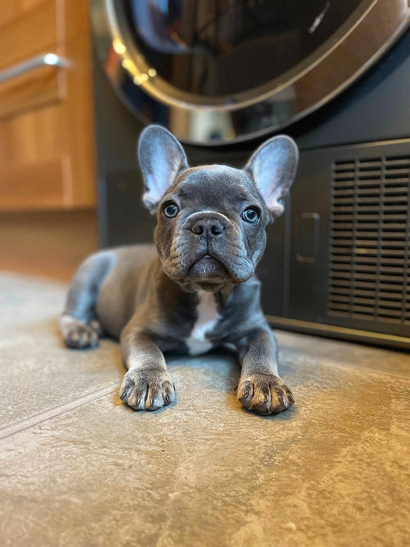 Louie a rejoint le concours — aidez-le/la à gagner de superbes lots ! animal, appliance, curious, cute, dog, ears, floor, french_bulldog, gray_fur, home, indoor, kitchen, looking_at_camera, paws, pet, portrait, puppy, tile, white_marking, young