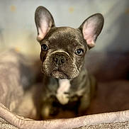 Louie is registered to the contest to win money with this photo: animal, canine, close_up, cute, dog, domestic_animal, ears, expression, eyes, french_bulldog, fur, indoor, muzzle, nose, pet_bed, portrait, puppy, snout, whiskers, young