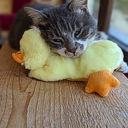 Yoko a rejoint le concours — aidez-le/la à gagner de superbes lots ! cat, plush_toy, yellow, gray, white, sleepy, wooden_surface, indoor, soft_toy, relaxed, pet, animal, cute, feline, stuffed_animal, resting, closeup, cozy, domestic, window