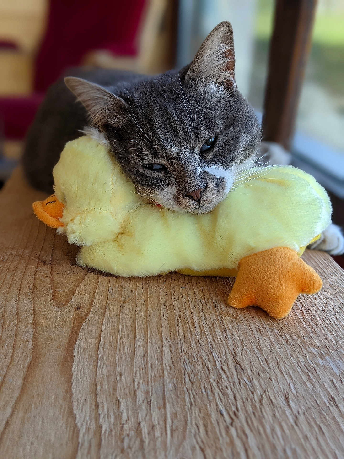 Yoko a rejoint le concours — aidez-le/la à gagner de superbes lots ! cat, plush_toy, yellow, gray, white, sleepy, wooden_surface, indoor, soft_toy, relaxed, pet, animal, cute, feline, stuffed_animal, resting, closeup, cozy, domestic, window