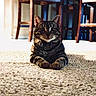 animal, background, carpet, cat, collar, cozy, curious, domestic, feline, floor, indoor, looking, pet, shadow, sitting, striped_fur, sunlight, tabby_cat, wide_eyes, wooden_chair
