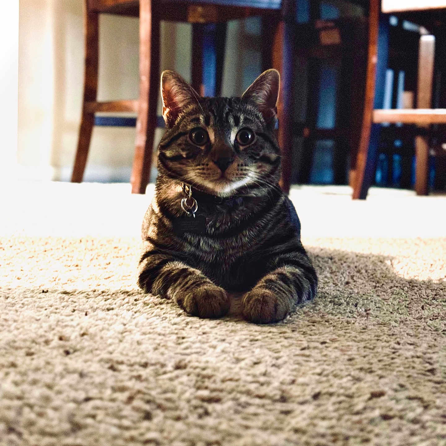 Mauni is registered to the contest to win money with this photo: animal, background, carpet, cat, collar, cozy, curious, domestic, feline, floor, indoor, looking, pet, shadow, sitting, striped_fur, sunlight, tabby_cat, wide_eyes, wooden_chair