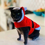 Nova joined the competition — help win amazing prizes! cat, gray_cat, santa_outfit, christmas_costume, holiday, pet, indoor, marble_countertop, green_eyes, festive, costume, animal, cute, feline, domestic_cat, portrait, sitting, blurred_background, house, celebration