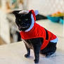 cat, gray_cat, santa_outfit, christmas_costume, holiday, pet, indoor, marble_countertop, green_eyes, festive, costume, animal, cute, feline, domestic_cat, portrait, sitting, blurred_background, house, celebration