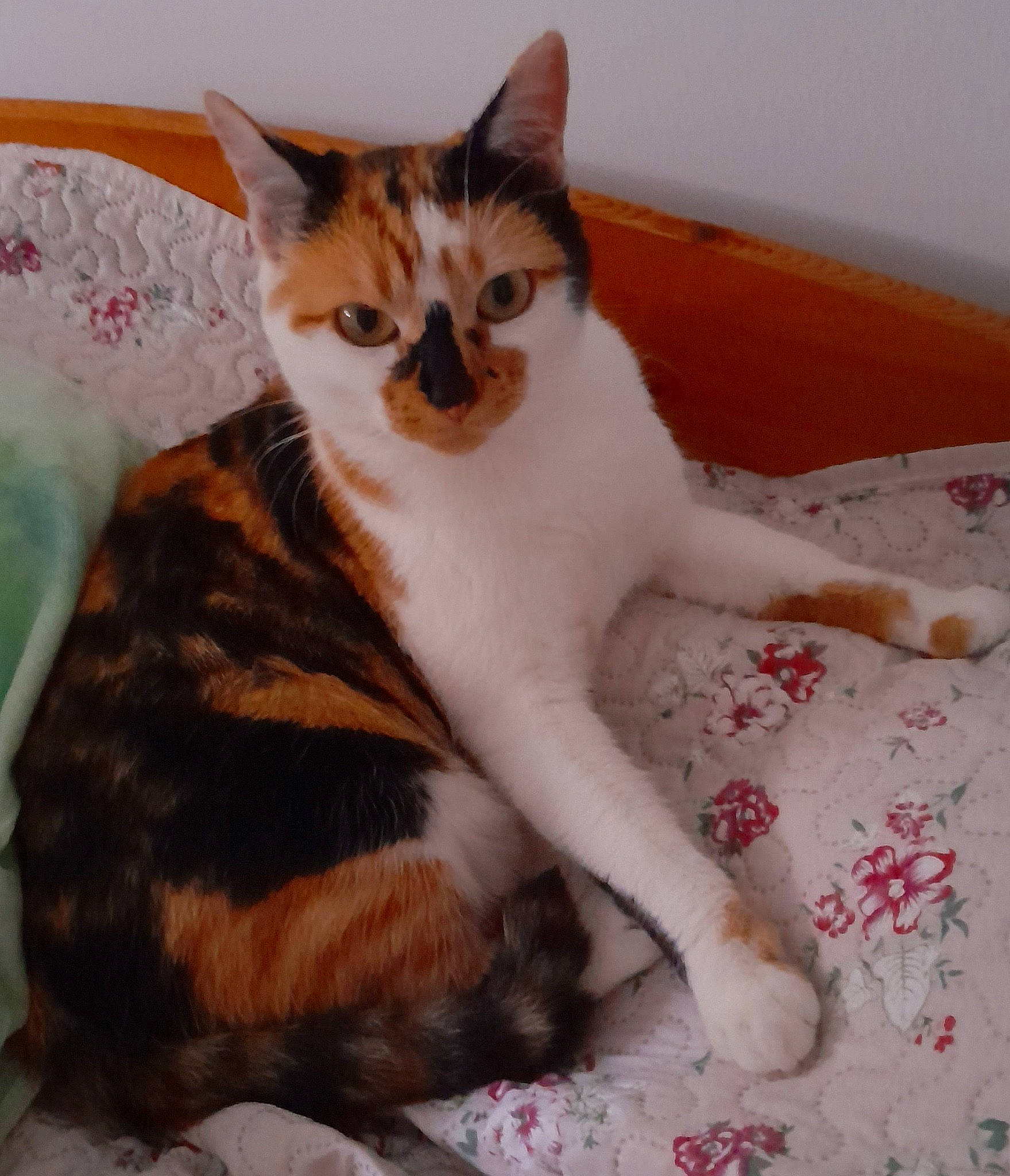 Lilly a rejoint le concours — aidez-le/la à gagner de superbes lots ! carnivore, cat, cat_supply, claw, comfort, domestic_short_haired_cat, fawn, felidae, foot, fur, paw, pet_supply, sitting, small_to_medium_sized_cats, snout, tail, terrestrial_animal, whiskers