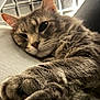 Max joined the competition — help win amazing prizes! cat, tabby, close_up, paws, sleepy, feline, pet, indoor, resting, fur, whiskers, relaxed, texture, blurred_background, cozy, animal, cute, mammal, portrait, soft_light