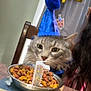 Max joined the competition — help win amazing prizes! cat, party_hat, birthday, candle, cat_food, bowl, table, decorations, celebration, indoor, gray_cat, fur, pet, animal, food, festive, colorful, cute, portrait, closeup